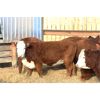 Image 4 : Cornerglen Ranching (J-J Ranch) 10 Red Angus X Hereford Bred Heifers