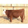 Image 5 : Cornerglen Ranching (J-J Ranch) 10 Red Angus X Hereford Bred Heifers