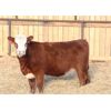 Image 6 : Cornerglen Ranching (J-J Ranch) 10 Red Angus X Hereford Bred Heifers