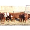 Image 1 : Cornerglen Ranching (J-J Ranch) 11 Red Angus X Hereford Bred Heifers