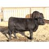 Image 5 : Cornerglen Ranching (Boothby) 10 Black Angus Bred Heifers