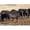 Image 2 : Cornerglen Ranching (Boothby) 10 Black Angus Bred Heifers