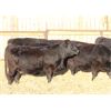 Image 1 : Cornerglen Ranching (Boothby) 10 Black Angus Bred Heifers