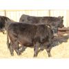 Image 4 : Cornerglen Ranching (Boothby) 10 Black Angus Bred Heifers