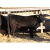 Image 6 : Cornerglen Ranching (Boothby) 10 Black Angus Bred Heifers