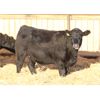 Image 3 : Cornerglen Ranching (Boothby) 10 Black Angus Bred Heifers