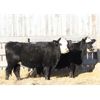 Image 1 : Right Cross Ranch (Home-Raised) 2 Black Angus X Hereford Bred Heifers