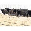 Image 1 : Right Cross Ranch (Home-Raised) 5 Black Angus Bred Heifers