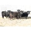 Image 2 : Right Cross Ranch (Home-Raised) 5 Black Angus Bred Heifers