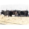 Image 3 : Right Cross Ranch (Home-Raised) 5 Black Angus Bred Heifers