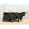 Image 2 : Right Cross Ranch (Clear Sight Farms) 2 Black Angus X Bred Heifers