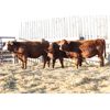 Image 1 : Right Cross Ranch (Clear Sight Farms) 3 Red Angus X Bred Heifers