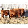 Image 2 : Right Cross Ranch (Clear Sight Farms) 3 Red Angus X Bred Heifers