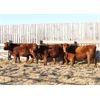 Image 1 : Right Cross Ranch (Ross & Tyril Dayman) 5 Red Angus X Bred Heifers