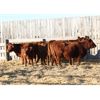 Image 2 : Right Cross Ranch (Ross & Tyril Dayman) 5 Red Angus X Bred Heifers