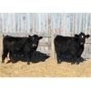 Image 1 : Right Cross Ranch (Ross & Tyril Dayman) 2 Black Brockle Simm X Bred Heifers