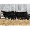 Image 2 : Right Cross Ranch (Ross & Tyril Dayman) 2 Black Brockle Simm X Bred Heifers