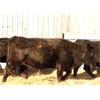 Image 2 : Right Cross Ranch (Ross & Tyril Dayman) 7 Black Angus X Bred Heifers