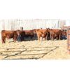 Image 3 : Cornerglen Ranching (Brock and Garret Thompson) 7 Red Angus X Bred Heifers