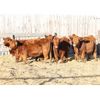 Image 1 : Cornerglen Ranching (Brown Ranch Inc.) 7 Red Simm X Bred Heifers