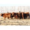 Image 3 : Cornerglen Ranching (Brown Ranch Inc.) 7 Red Simm X Bred Heifers