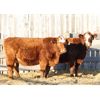 Image 2 : Right Cross Ranch (Ross & Tyril Dayman) 2 Red Brockle Simm X Bred Heifers