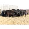Image 3 : Cornerglen Ranching (Brown Ranch Inc.) 8 Black Simm X Bred Heifers