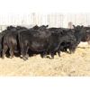 Image 4 : Cornerglen Ranching (Brown Ranch Inc.) 8 Black Simm X Bred Heifers