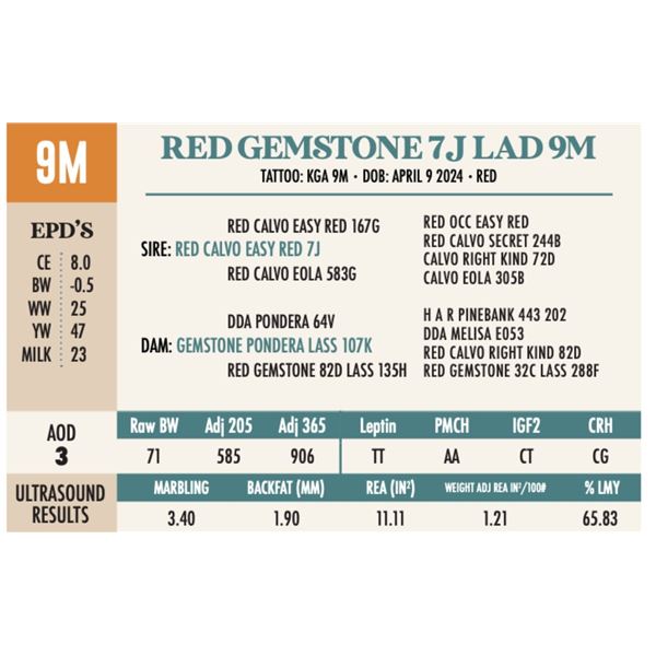 RED GEMSTONE 7J LAD 9M