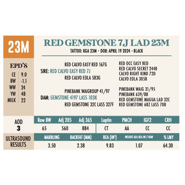 OUT - RED GEMSTONE 7J LAD 23M