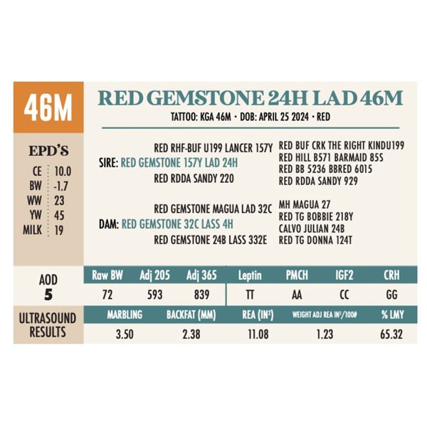 RED GEMSTONE 24H LAD 46M