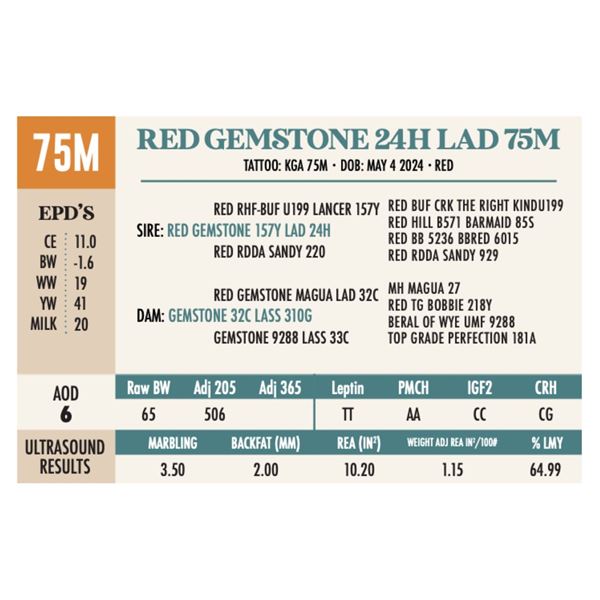 RED GEMSTONE 24H LAD 75M