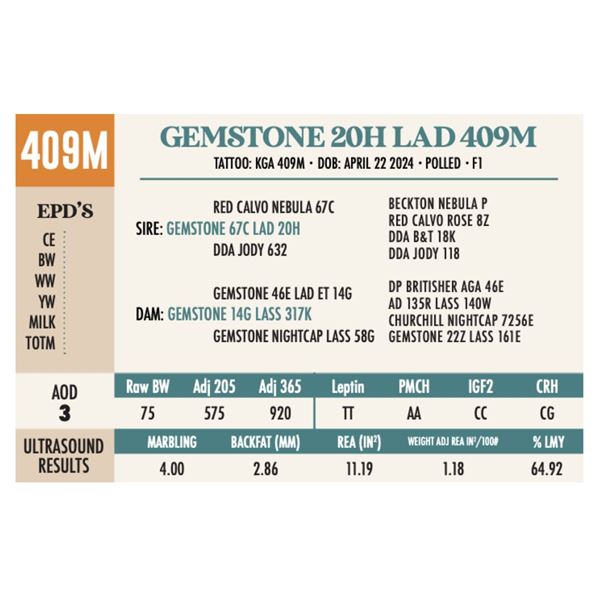 OUT - GEMSTONE 20H LAD 409M
