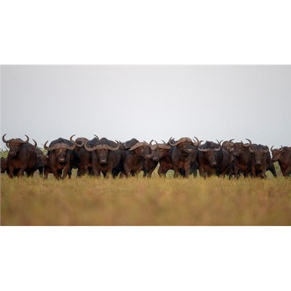 Buffalo  and Billfish Challenge