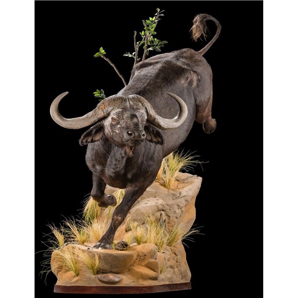 Life Form Taxidermy  Credit for $10,000.00