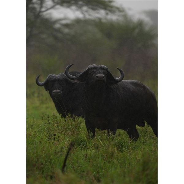 Photographer for 7 days of your  ZDS safari