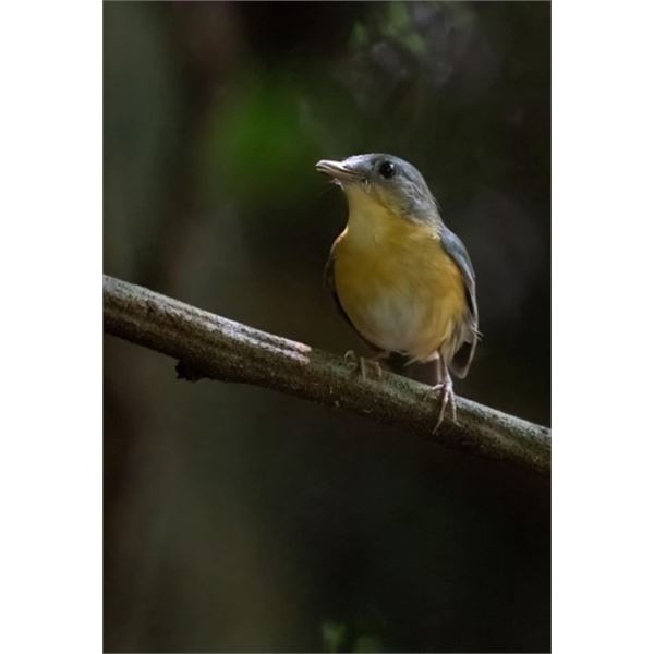 Five night birding trip for two in Mozambique with John Robertson