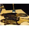 Image 2 : 2-Skunk Pelts