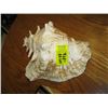 Image 1 : LG. SEASHELL