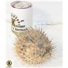 Image 1 : ONE PRESERVED PUFFER FISH