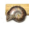 Image 2 : 19)  COMPLETE RED FIRE IRRIDESCENT AMMONITE