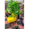 Image 1 : NEW UNBOXED KAZEILA 5 FOOT FAUX LEMON TREE