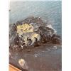 Image 4 : King, "Opabin Ledge Lake" Canada 1978, Acrylic Painting 31L x 25W