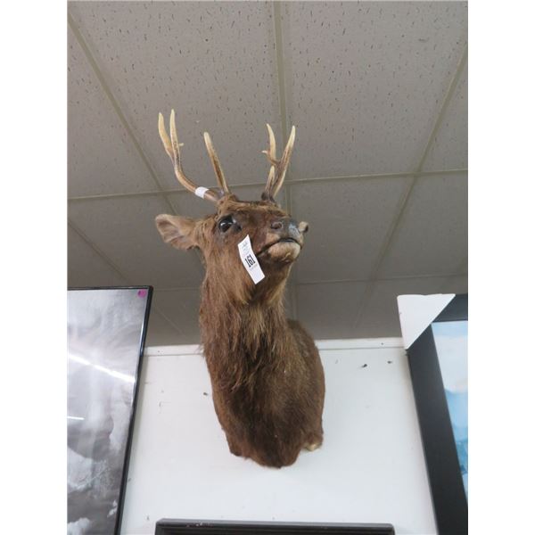 Deer Taxidermy