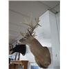 Image 1 : Deer Taxidermy