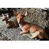 Image 4 : DEER SET - 3 X CEMENT LAWN ORNAMENTS - LARGEST IS 43 INCHES HIGH