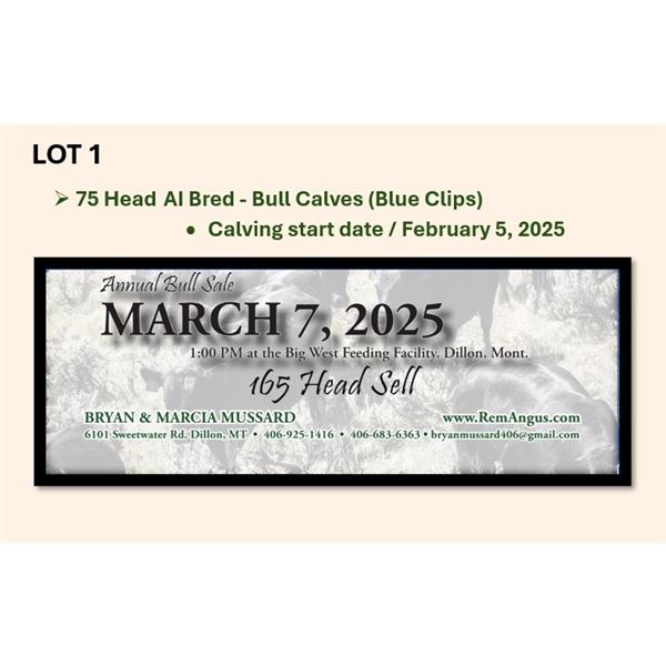 75 Head AI Bred - Bull Calves (Calving start Feb 5th)