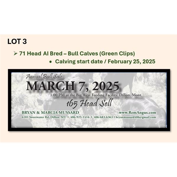 71 Head AI Bred – Bull Calves (Calving start Feb 25th)