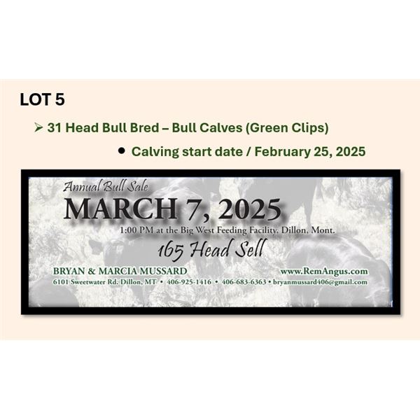 31 Head Bull Bred – Bull Calves (Calving start Feb 25th)
