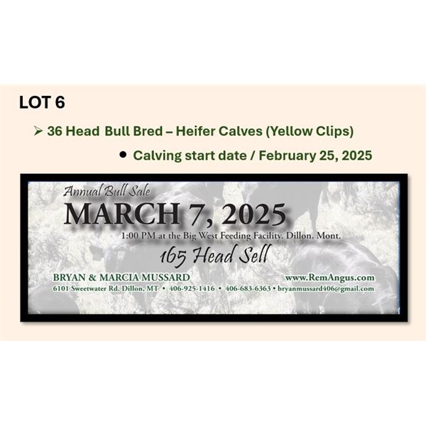 36 Head Bull Bred – Heifer Calves (Calving start Feb 25th)